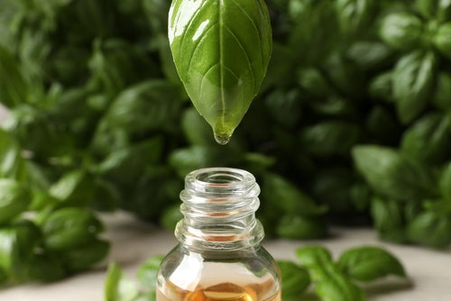 The Elixir of Life Benefits of basil extract for skin and hair