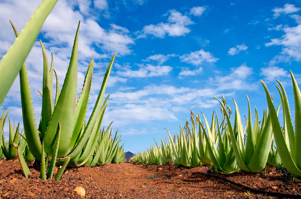 Organic Aloe Vera Leaf Extract and its benefits for the body
